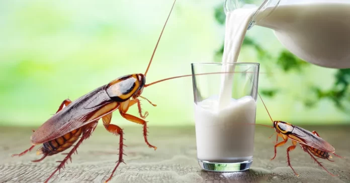 Is cockroach milk more beneficial than buffalo milk?