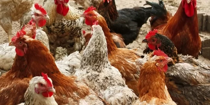 پاکستانی سائنسدانوں کی شاندار کامیابی یونی گولڈ مرغی متعارف