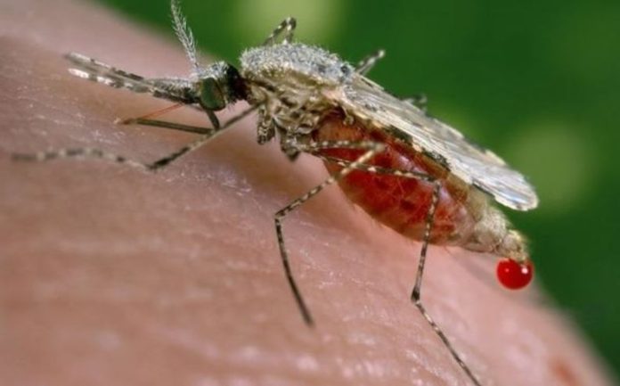 Despite a budget of Rs 1.21 billion, the Sindh government has failed to control malaria.