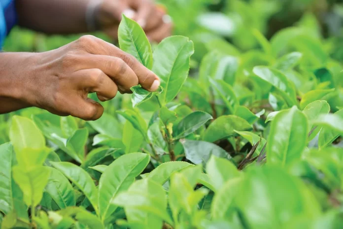 سب سے زیادہ چائے کی پتی کہاں کاشت ہوتی ہے؟