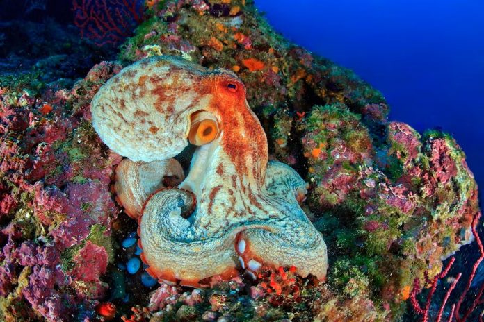 تین دلوں والا جاندار،انسانوں کے برعکس نیلا خون رکھنے والی حیرت انگیز مخلوق