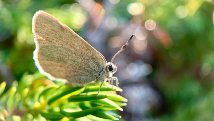 کینیڈا میں تتلی کی 40,000 سال پرانی منفرد نسل دریافت