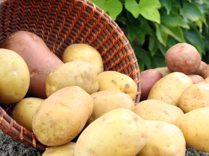 آلو 5 ماہ تک محفوظ رکھنے کا آسان طریقہ جانیے