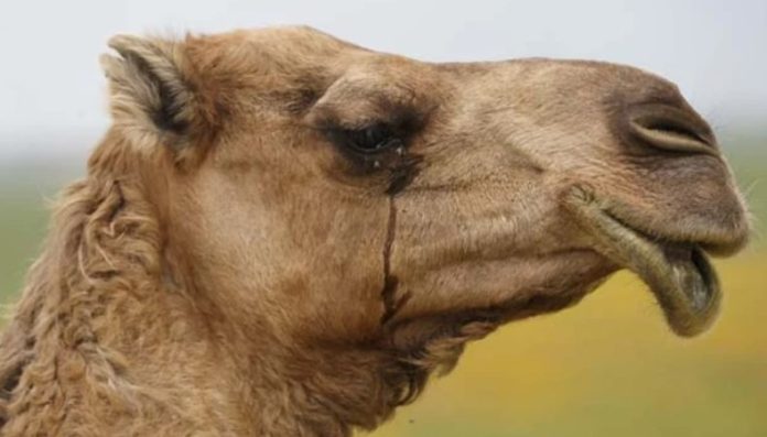 Camel tears