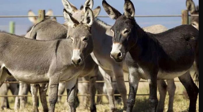 Donkey count completed across the country, Punjab ranks first, Balochistan is at the bottom