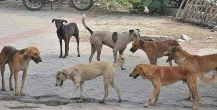 آوارہ کتوں کو پکڑنے کیلئے 8ہفتوں کی مہلت، سپریم کورٹ نے بڑا حکم جاری کر دیا