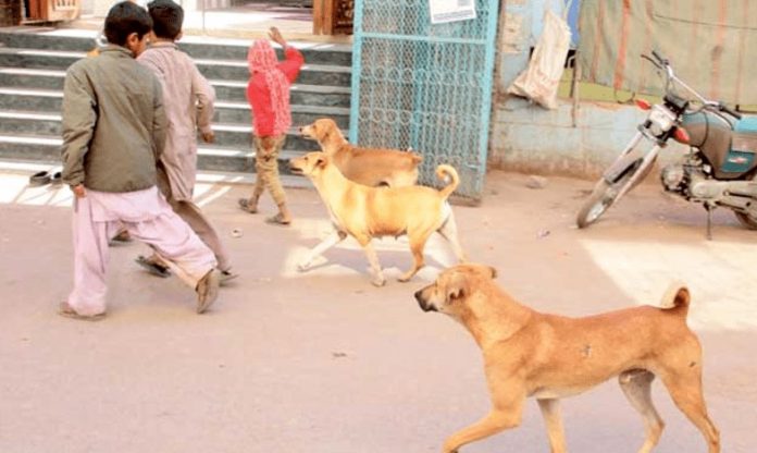 Lahore High Court expresses deep anger over increasing incidents of stray dog ​​bites, issues important order