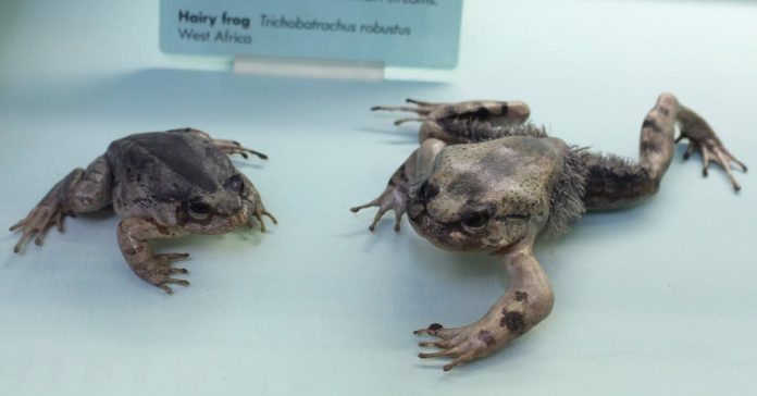 وولوِرین مینڈک کا انوکھا دفاعی ہتھیار، ہڈیاں توڑ کر پنجے نکالنے کی حیرت انگیز صلاحیت