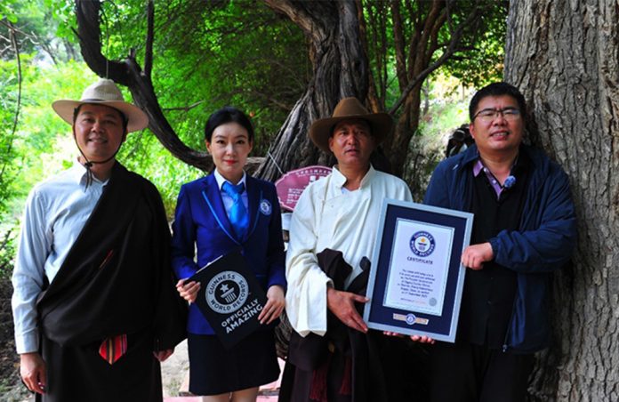 چین میں قدرت کا نایاب شاہکار، 416 سال پرانی انگور کی بیل آج بھی سرسبز و ثمرآور